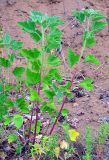 Althaea officinalis. Зацветающее растение. Республика Татарстан, г. Елабуга, берег р. Кама. 02.07.2009.