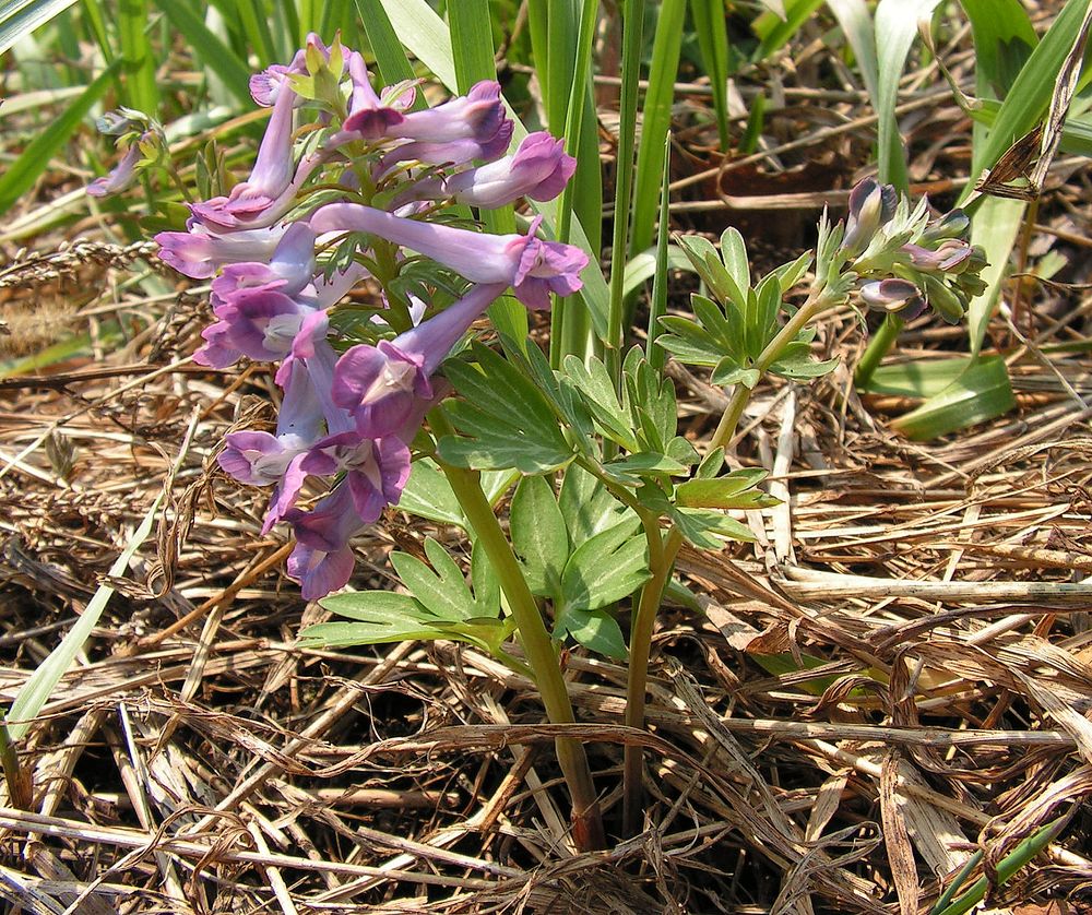 Image of Corydalis turtschaninovii specimen.