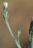 Symphyotrichum graminifolium