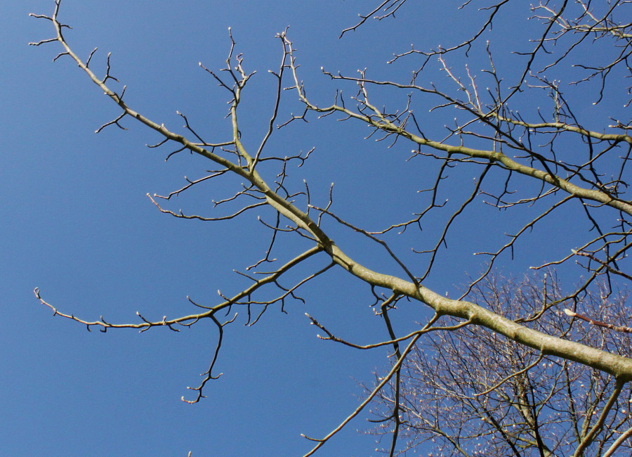Image of Magnolia acuminata specimen.