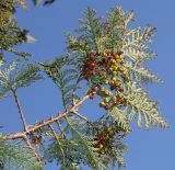 Chamaecyparis pisifera