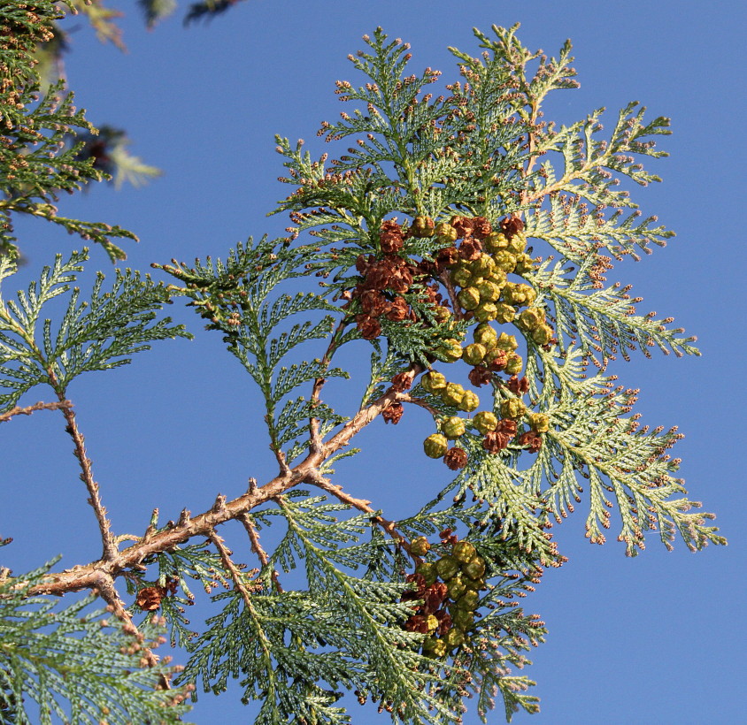 Image of Chamaecyparis pisifera specimen.