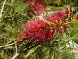 Callistemon rigidus