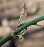 Leycesteria formosa