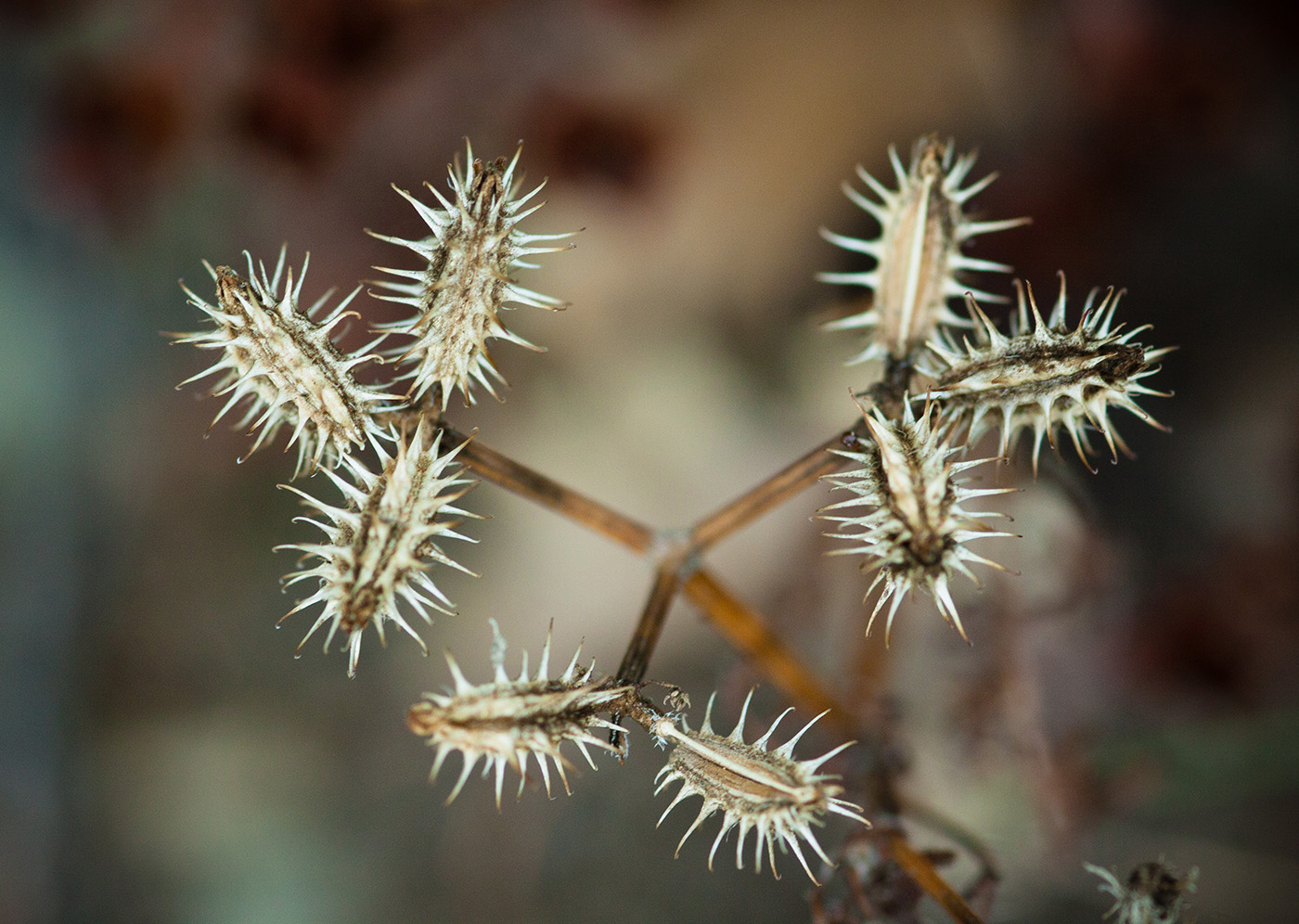 Image of Orlaya daucoides specimen.