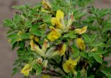 Chamaecytisus ratisbonensis. Отцветающая ветвь. Германия, г. Дюссельдорф, Ботанический сад университета. 28.04.2014.