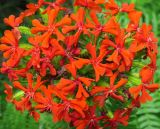 Lychnis chalcedonica