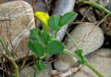 Medicago rigidula. Верхушка цветущего растения. Крым, окр. Феодосии, Курортное, приморская терраса. 27 апреля 2014 г.