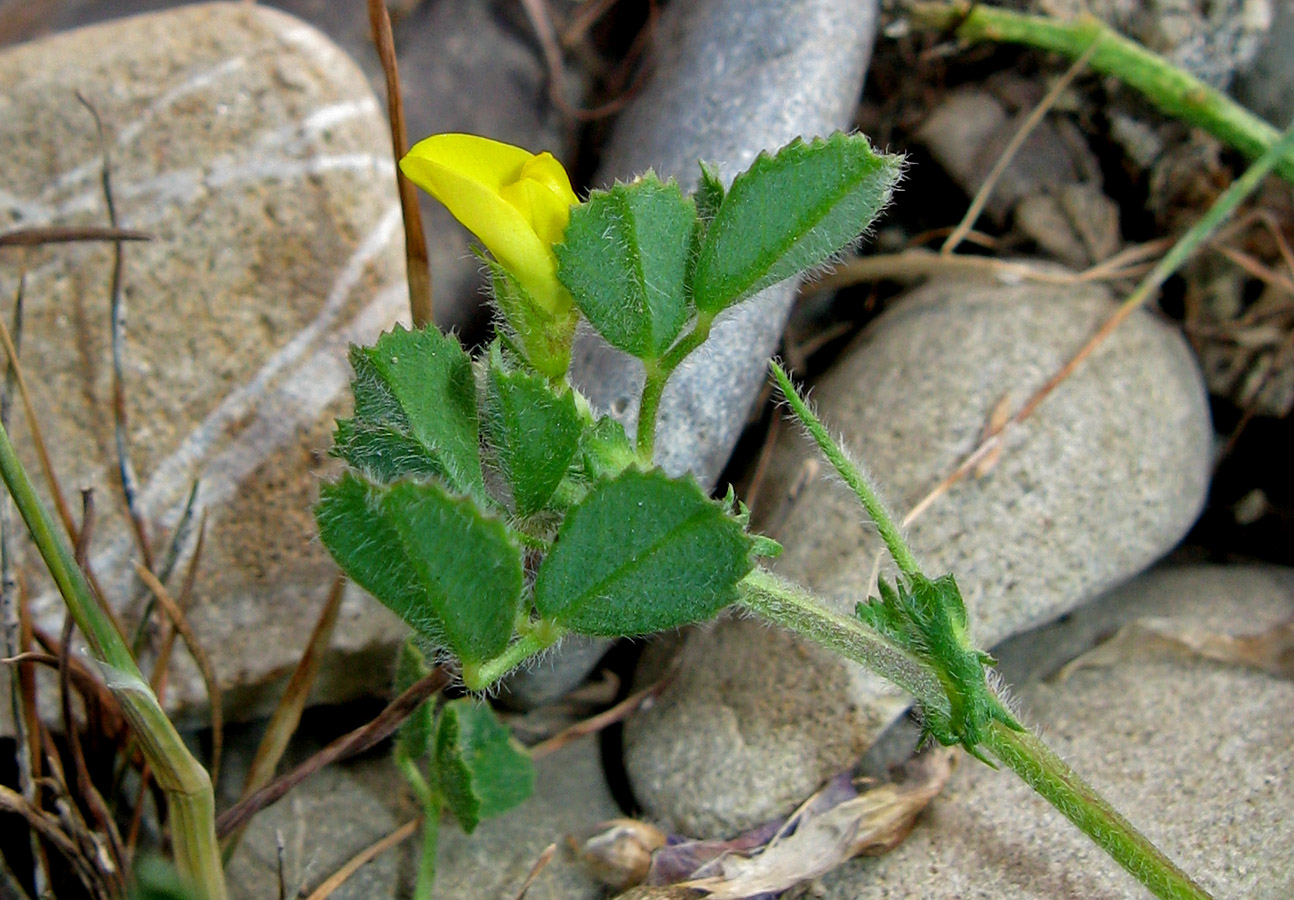 Изображение особи Medicago rigidula.