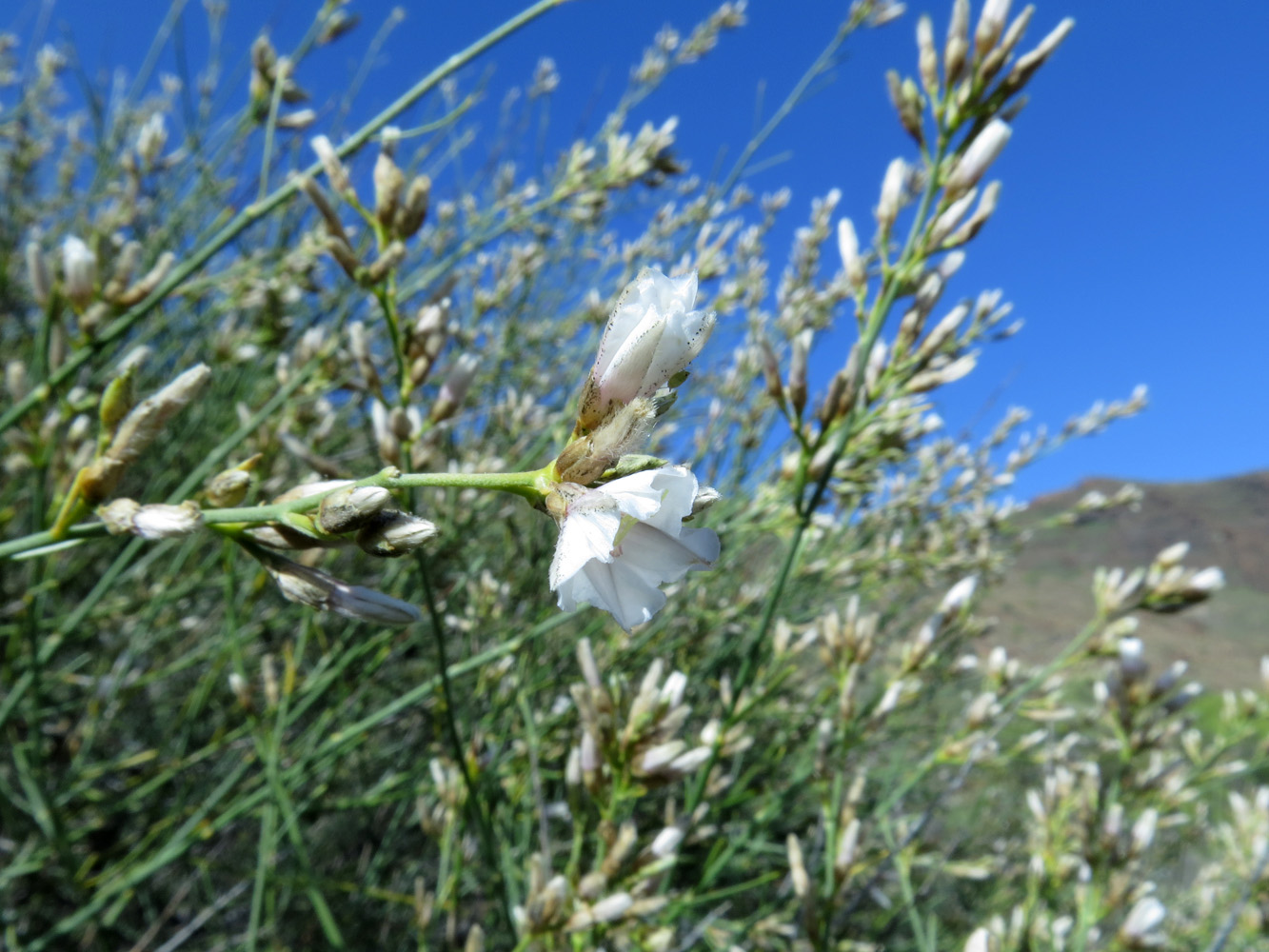 Image of Convolvulus scoparius specimen.