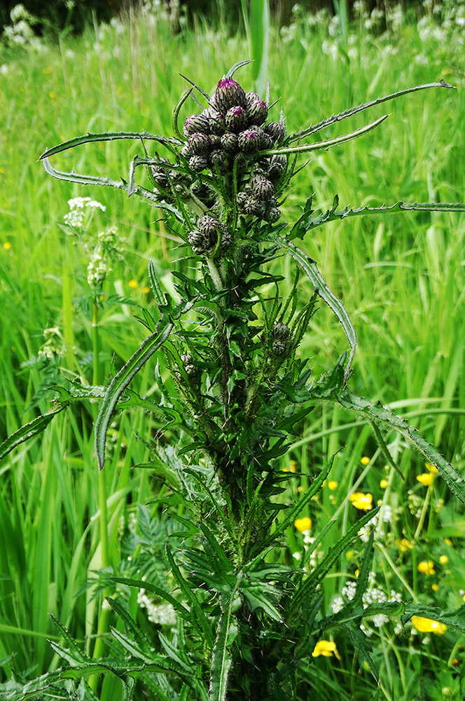 Изображение особи Cirsium palustre.