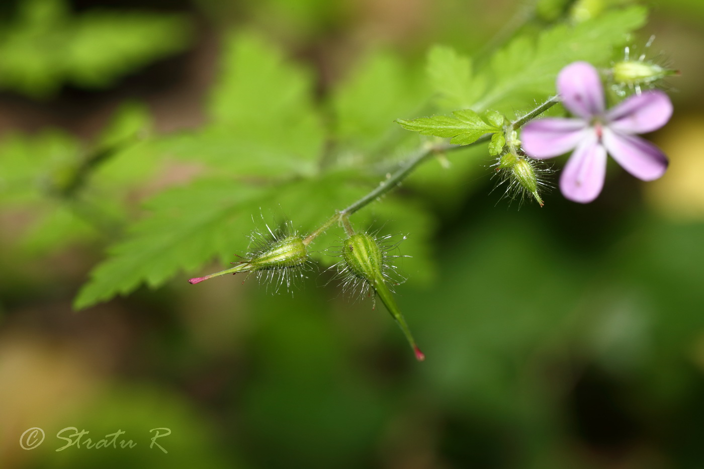 Image of Geranium robertianum specimen.