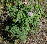 Thalictrum aquilegiifolium. Цветущее растение. Германия, г. Дюссельдорф, Ботанический сад университета. 04.05.2014.