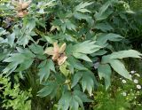 Paeonia suffruticosa. Плодоносящее растение ('Kokamon'). Германия, г. Дюссельдорф, Ботанический сад университета. 02.06.2014.