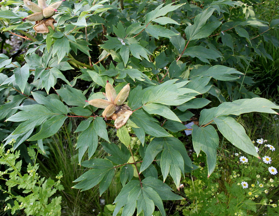 Image of Paeonia suffruticosa specimen.