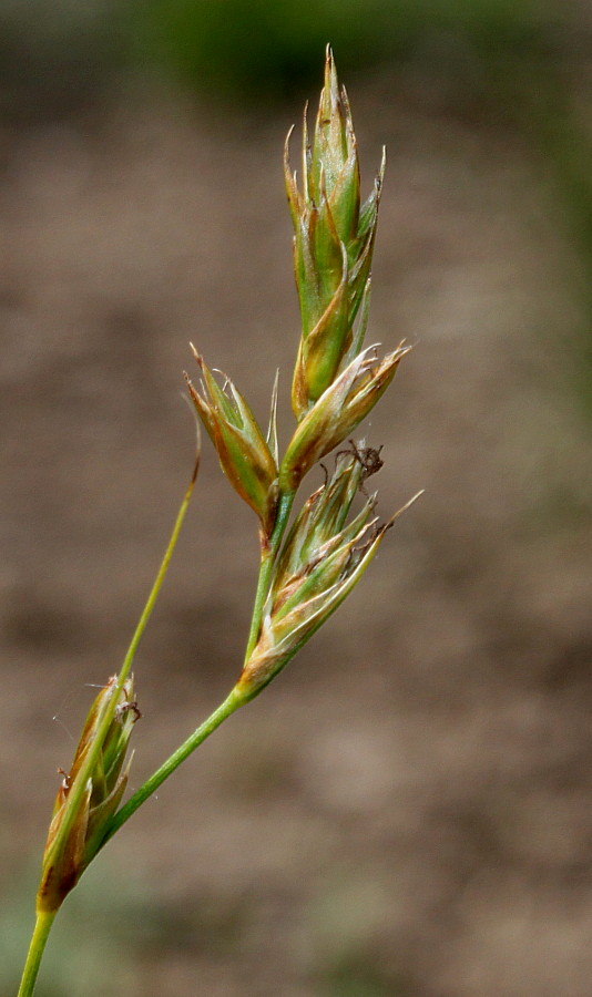 Изображение особи Carex arenaria.