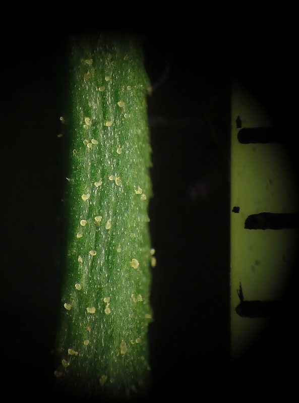 Image of Persicaria lapathifolia specimen.