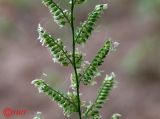 Beckmannia eruciformis