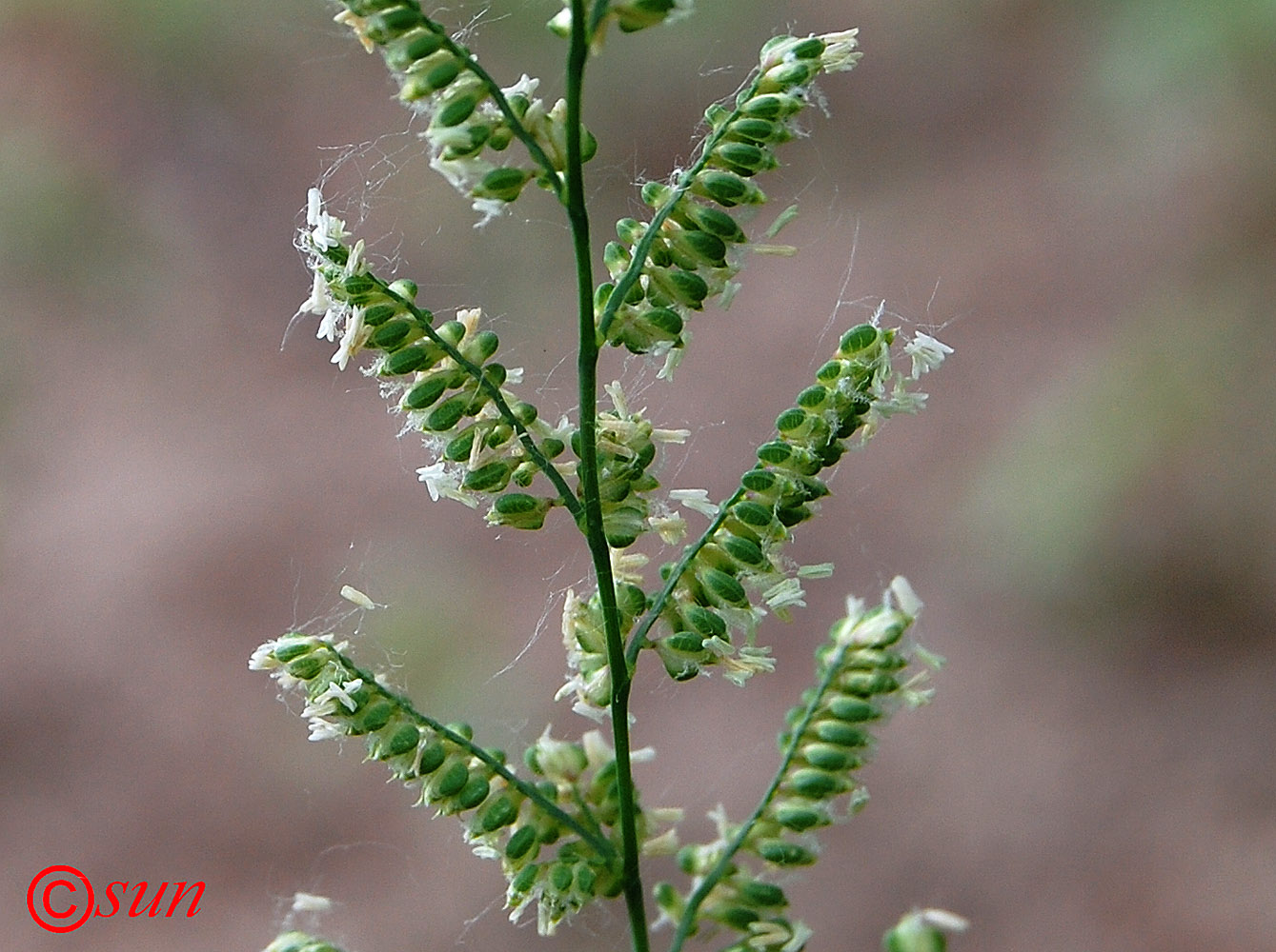 Image of Beckmannia eruciformis specimen.