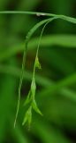 Carex egena. Соплодие. Приморский край, Шкотовский р-н, окр. пос. Шкотово, правый берег р. Шкотовки, полидоминантный долинный лес. 10.07.2014.