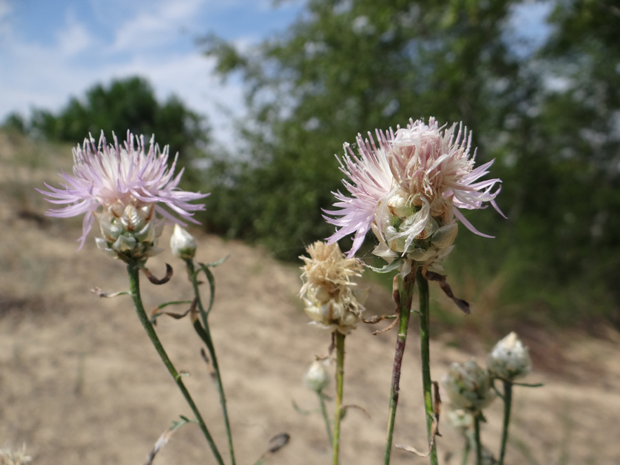 Изображение особи Centaurea konkae.