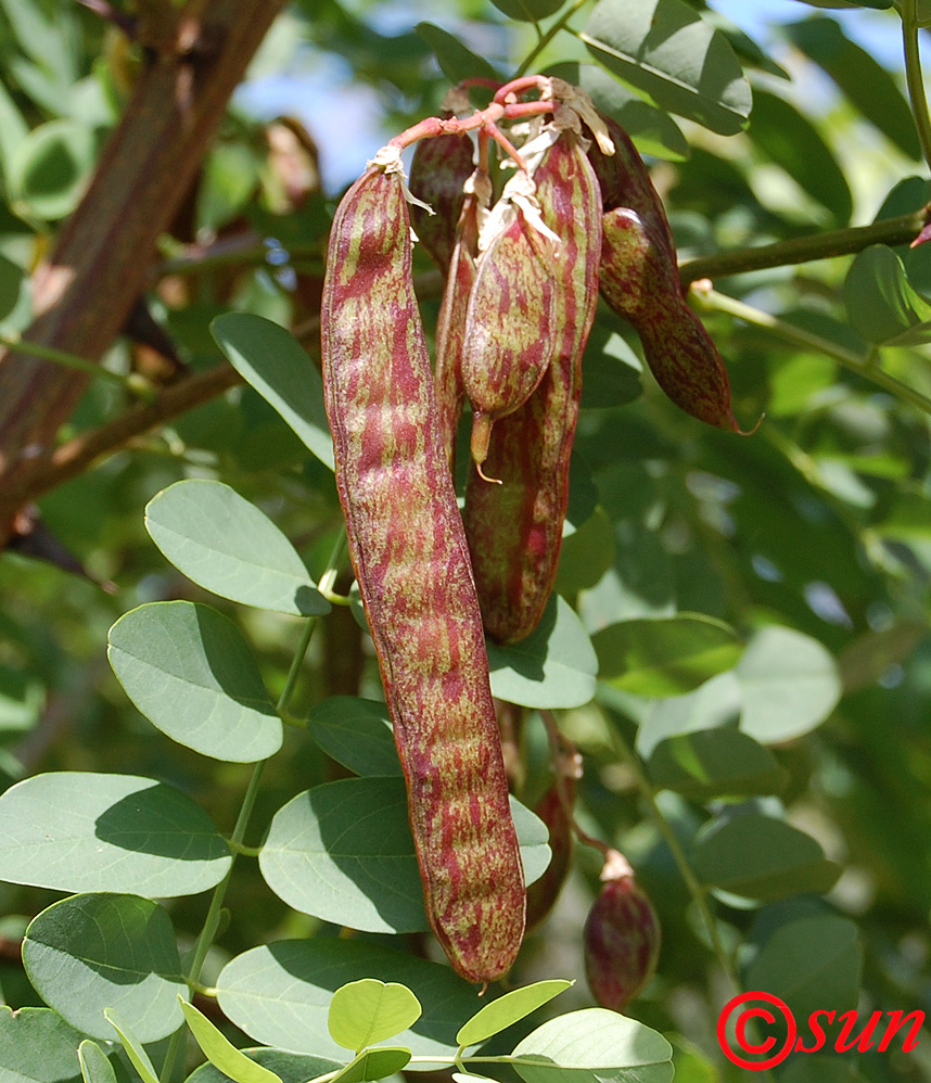 Изображение особи Robinia pseudoacacia.