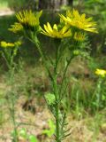 Senecio jacobaea