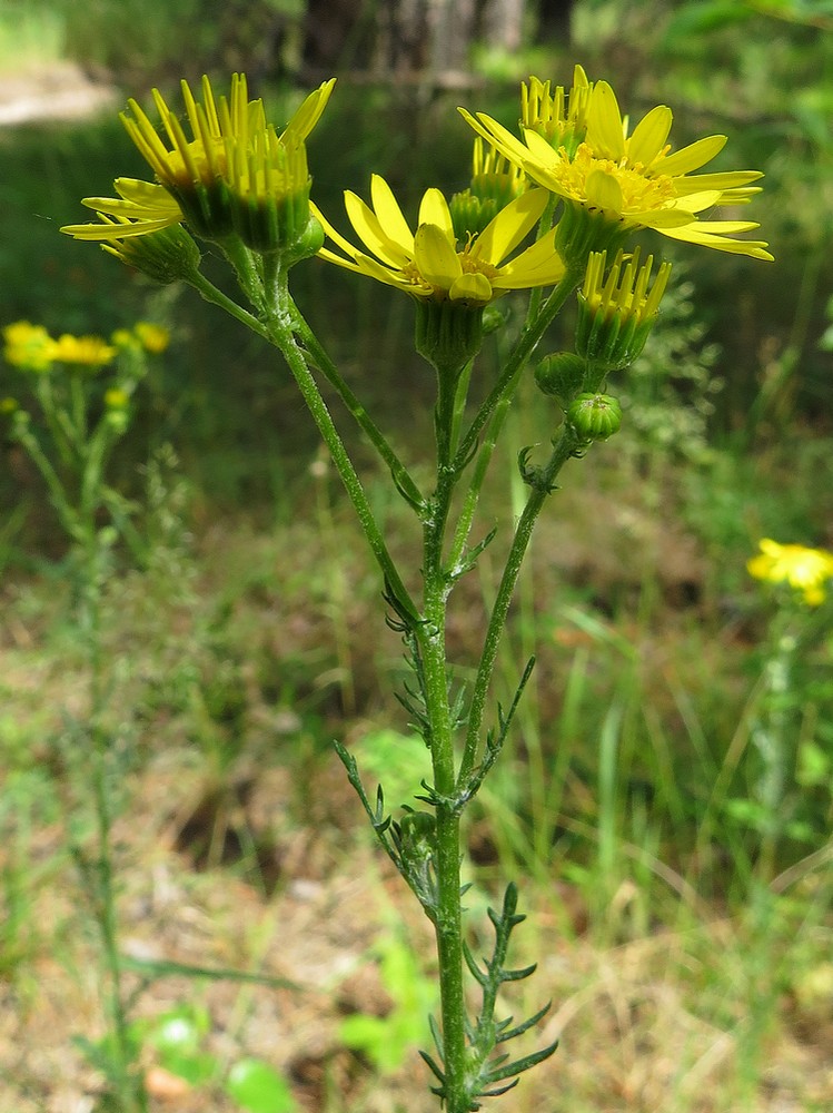 Изображение особи Senecio jacobaea.