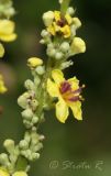 Verbascum marschallianum