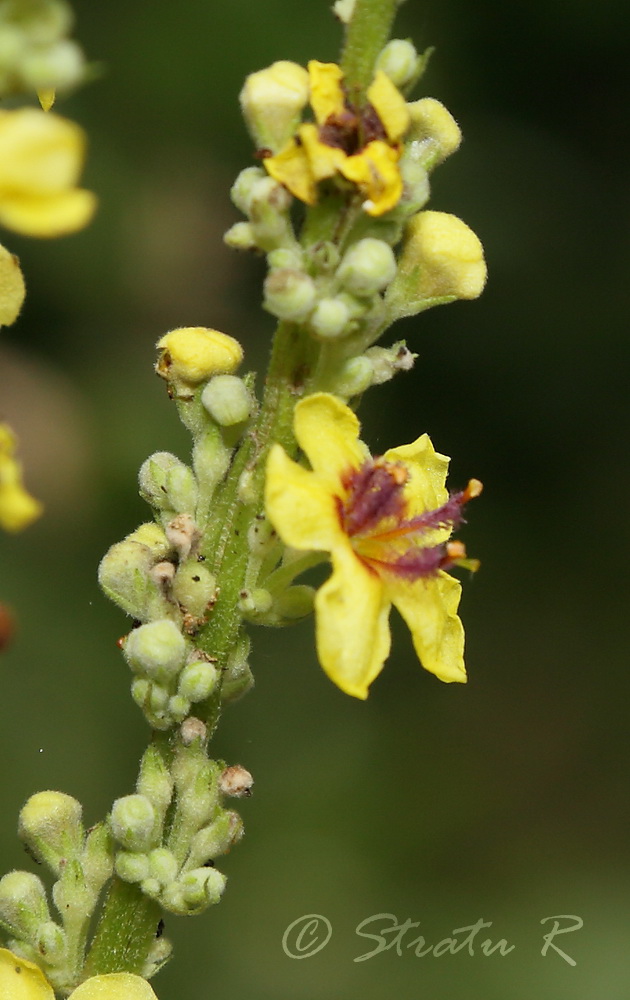 Изображение особи Verbascum marschallianum.