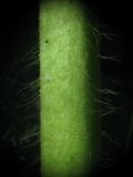Agrimonia viscidula