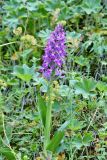 Dactylorhiza umbrosa