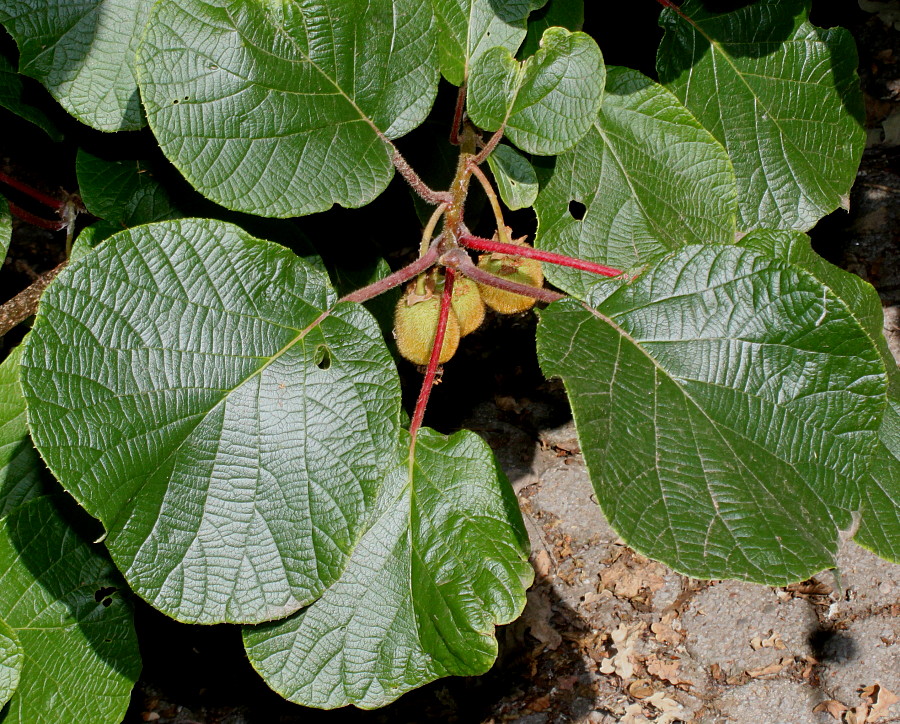 Image of Actinidia chinensis var. deliciosa specimen.