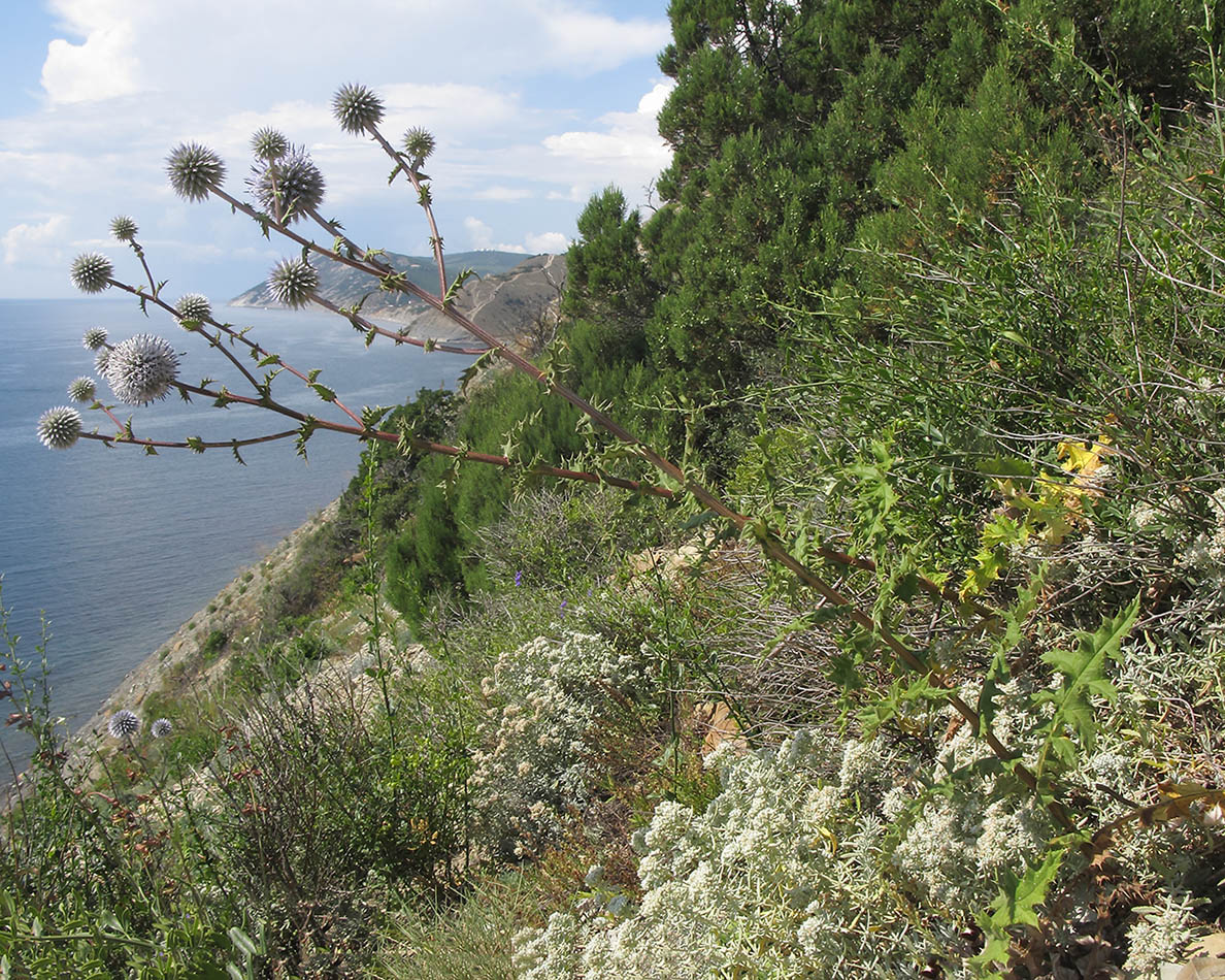 Image of Echinops sphaerocephalus specimen.