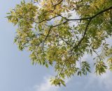 genus Celtis. Верхняя часть ветки. Германия, г. Дюссельдорф, Ботанический сад университета. 04.09.2014.