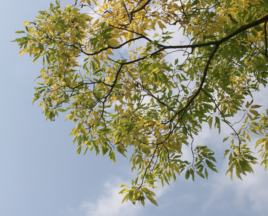 Image of genus Celtis specimen.