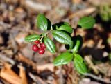 Vaccinium vitis-idaea. Верхушка плодоносящего растения. Ленинградская обл., окр. оз. Верхолино. 13.09.2014.