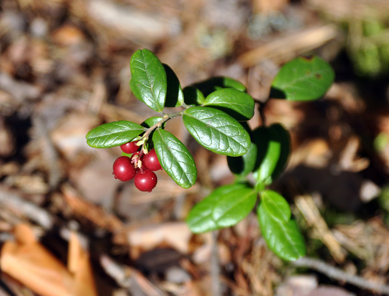 Image of Vaccinium vitis-idaea specimen.