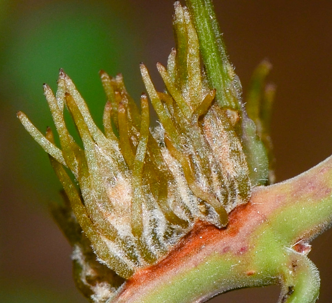 Image of Campsis radicans specimen.