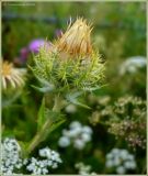 Carlina biebersteinii. Соцветие. Тверская обл., Ржевский р-н, карьер возле дер. Климово. 23 июля 2009 г.