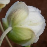 Anemone vitifolia