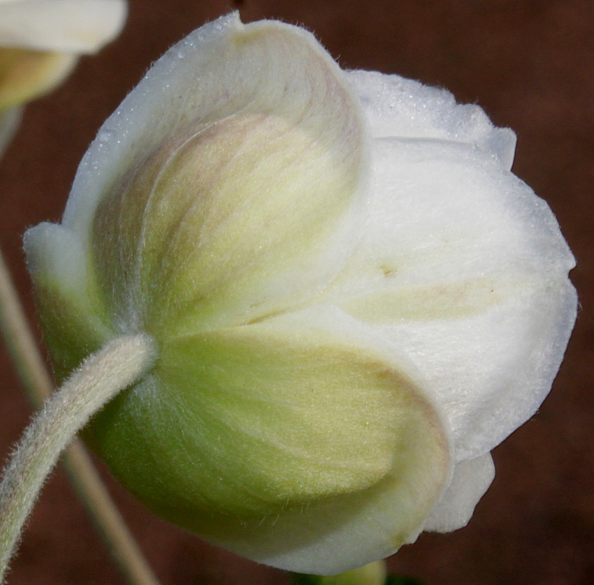 Image of Anemone vitifolia specimen.