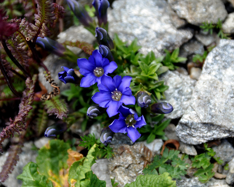 Изображение особи Gentiana dshimilensis.