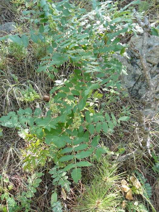 Image of Rhus coriaria specimen.