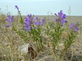 Scutellaria baicalensis