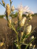 genus Centaurea