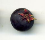 Amelanchier spicata. Плод. Курская обл., г. Железногорск, в культуре. 1 июля 2009 г.
