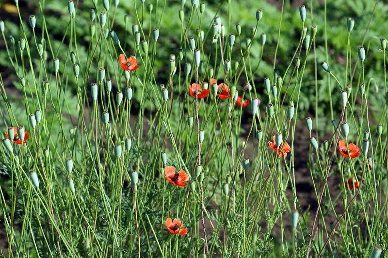 Image of Papaver laevigatum specimen.