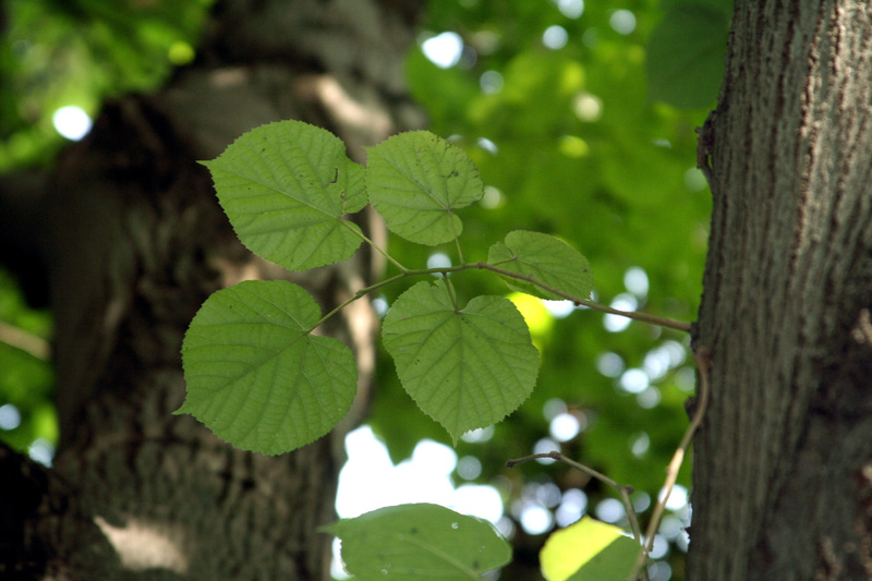 Image of Tilia petiolaris specimen.