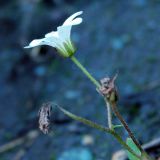 Saxifraga sibirica